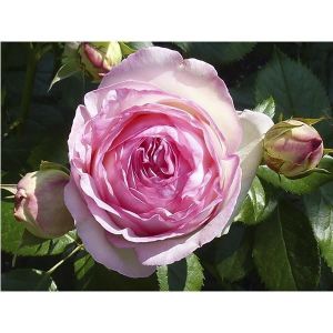 Роза Eden Rose (Иден Роуз)