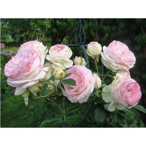 Роза Eden Rose (Иден Роуз)