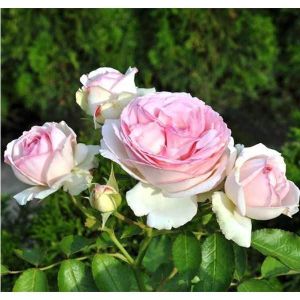 Роза Eden Rose (Иден Роуз)