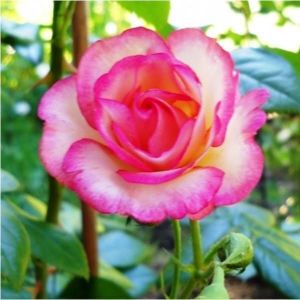 Роза Haendel (Хендель) 350-400 см