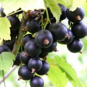 Смородина Вернисаж 3 саженца