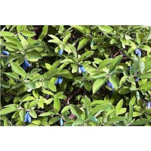 Жимолость Витаминная