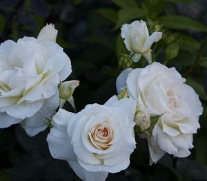 Роза Шнивальцер (Schneewalzer) 200-300 см