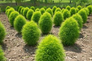 Кохия Летний кипарис 0,5 г