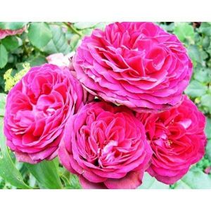 Роза Pink Musimara (Пинк Мушимара)