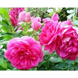 Роза Pink Musimara (Пинк Мушимара)