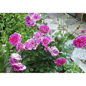 Роза Pink Musimara (Пинк Мушимара)