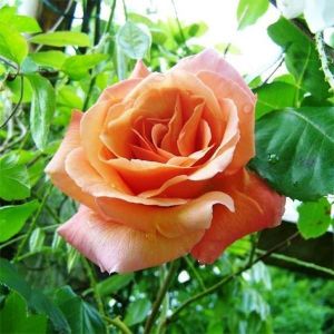 Роза Schoolgirl (Скулгел)