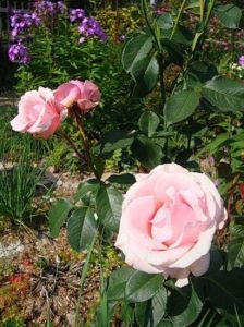 Роза Vivaldi (Вивальди)