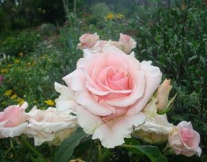 Роза Vivaldi (Вивальди)