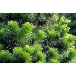 Удобрение Эмбико Пышная Хвоя