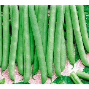 Фасоль овощная Карнелино