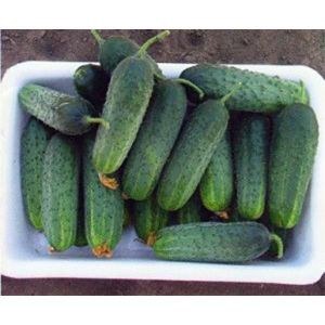Огурец Спарта F1