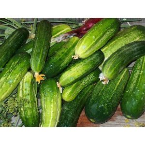 Огурец Магдалена F1