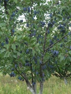 Слива Стенли, осенняя