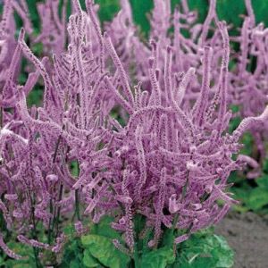 Лимониум Суворова 0,1 г