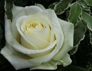 Роза Avalanche (Аваланж)