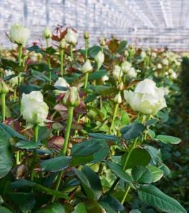 Роза Avalanche (Аваланж)