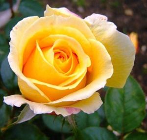 Роза Candlelight (Кенделлайт)