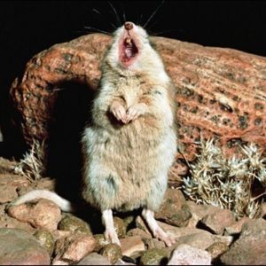 Багира, зерновая приманка