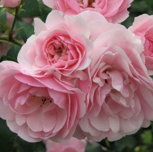 Роза в контейнере Bonica (Боника), штамбовая 70-80 см