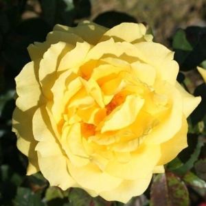 Роза Декоплант Chinatown (Чайнатаун)