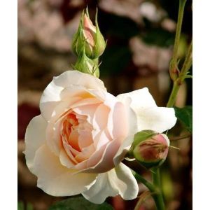 Роза Декоплант Ginger Silabub (Джинджер Силабаб) 250-300 см