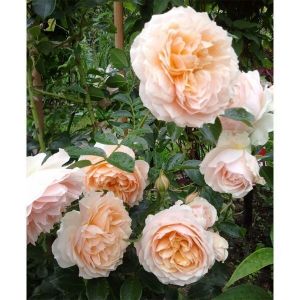 Роза Декоплант Ginger Silabub (Джинджер Силабаб) 250-300 см