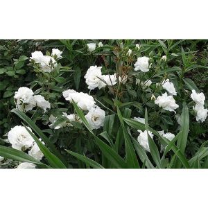 Роза Декоплант Kristall (Кристалл), штамбовая 60+см