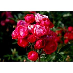 Роза Morsdag Red (Морсдаг Ред) 40-50 см
