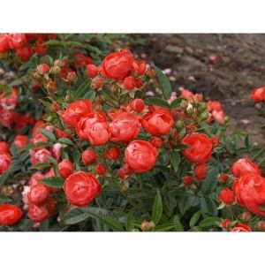 Роза Morsdag Red (Морсдаг Ред) 40-50 см