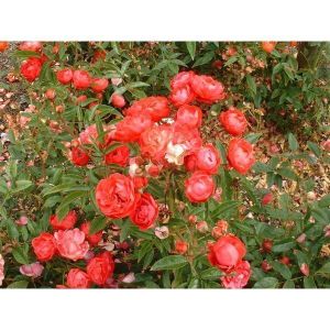 Роза Morsdag Red (Морсдаг Ред) 40-50 см