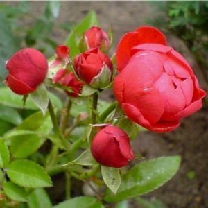 Роза Morsdag Red (Морсдаг Ред) 40-50 см