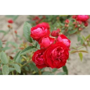 Роза Morsdag Red (Морсдаг Ред) 40-50 см