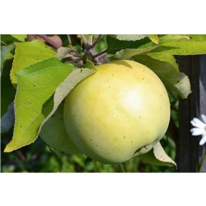 Яблоня Папировка