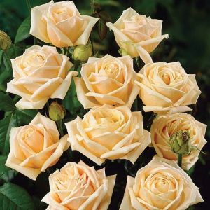 Роза Декоплант Diamond Jubilee (Даймонд Джубили) 90-130 см