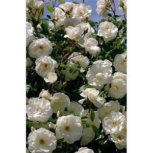 Роза Family White (Фемили Вайт) 200-400 см