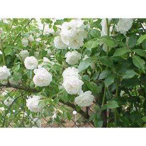 Роза Family White (Фемили Вайт) 200-400 см