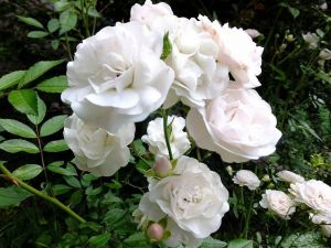 Роза Seafome (Сиафом) 30-50 cм