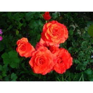 Роза Solo Orange (Соло Оранж) 80-130 см