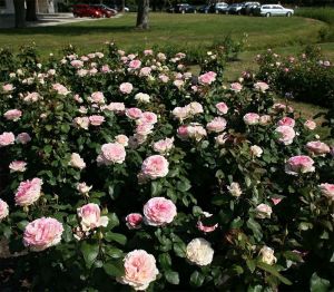 Роза в контейнере Souvenir de Baden-Baden (Сувенир де Баден-Баден), 80-90 см