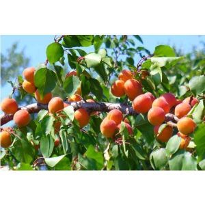 Абрикос Ранний Ботсада