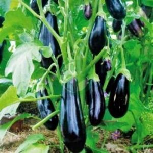 Баклажан Алмаз, 0,25 г