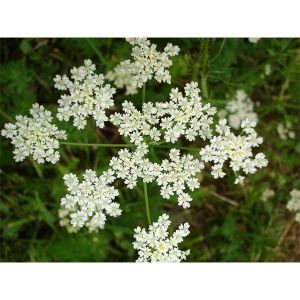 Анис лекарственный