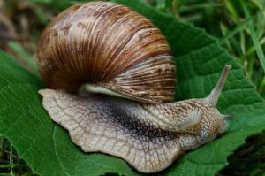 Антислизень 20 г