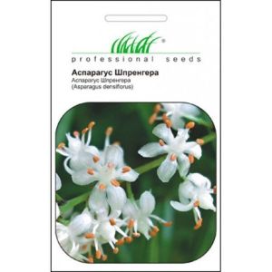 Аспарагус Шпренгера