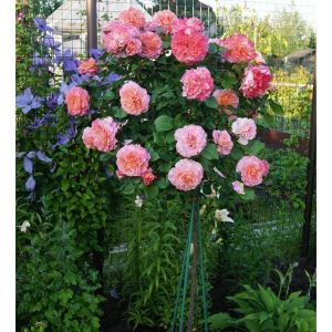 Роза Augusta Luise (Августа Луиза) штамбовая