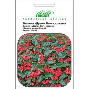 Бегония Дреген Винг красная F1