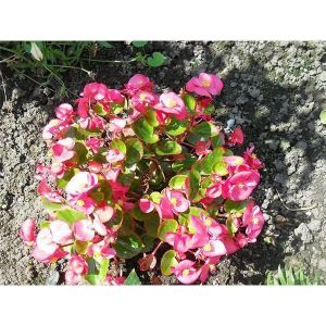 Бегония махровая коралловая