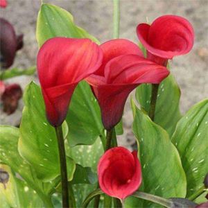 Калла Ред Сокс (Red Sox)